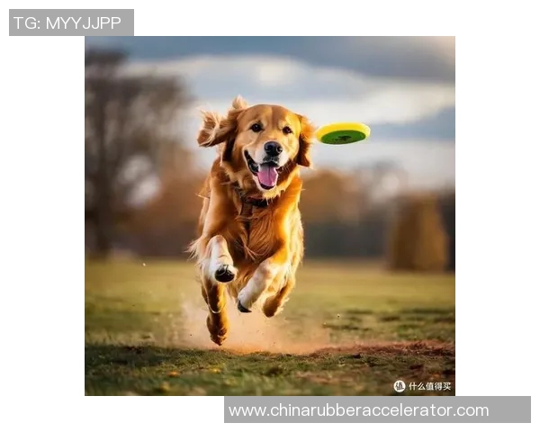 飞盘世界的追逐与梦想：吴强的飞盘生涯对话录